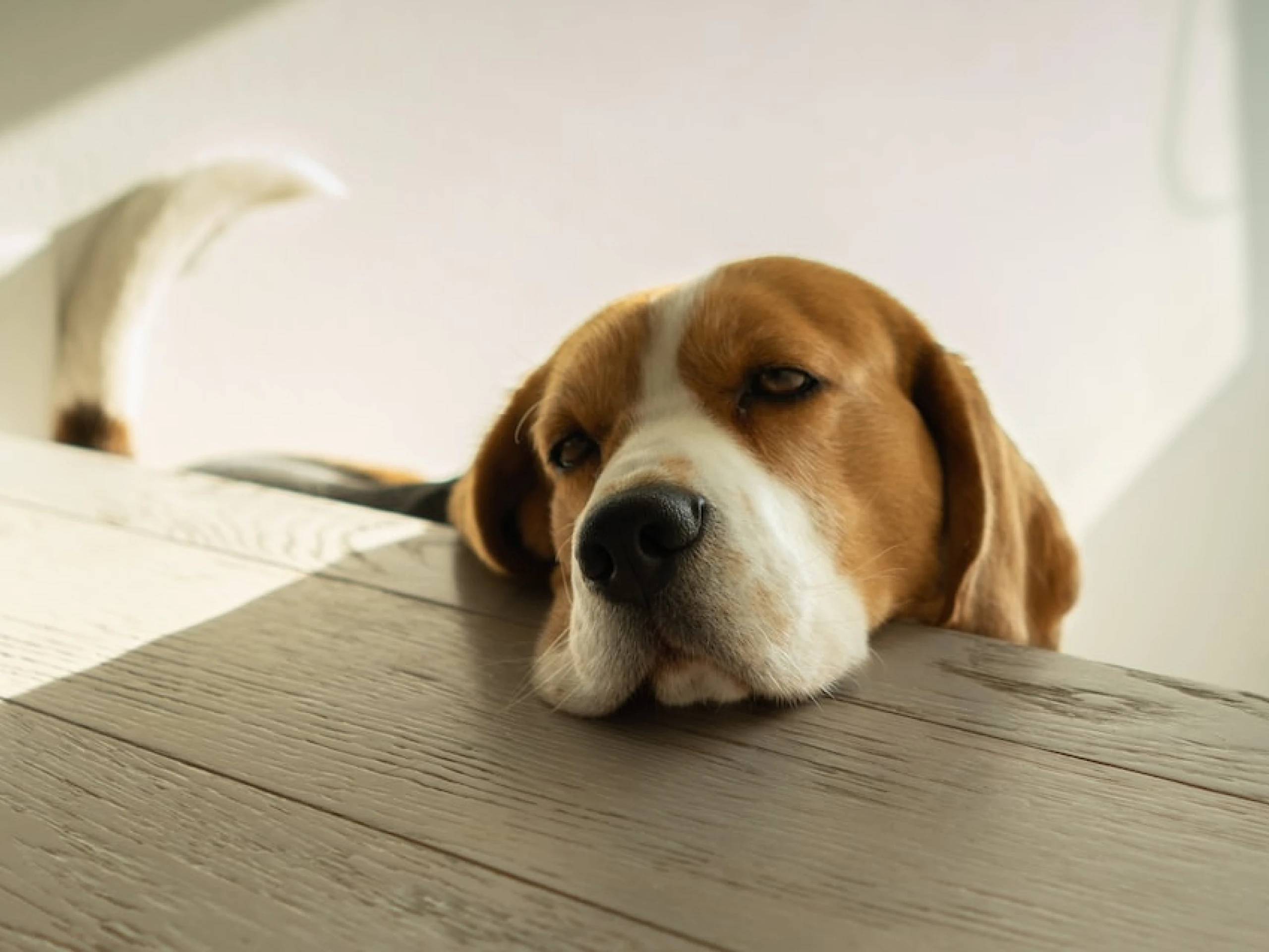 How Much Do Antibiotics Cost For Dogs